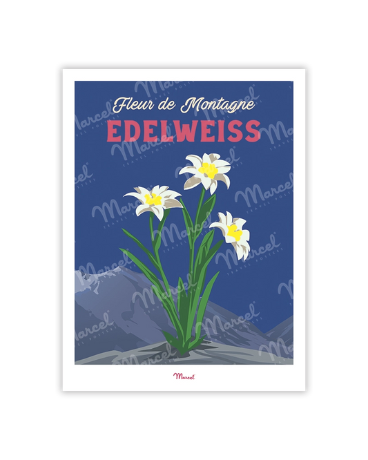 Carte Postale Travel Color "Edelweiss des montagnes"