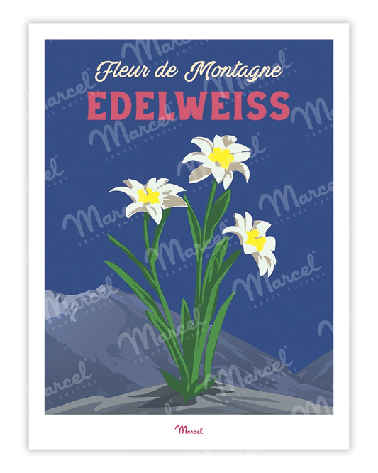 Affiche Travel Color "Edelweiss des montagnes"