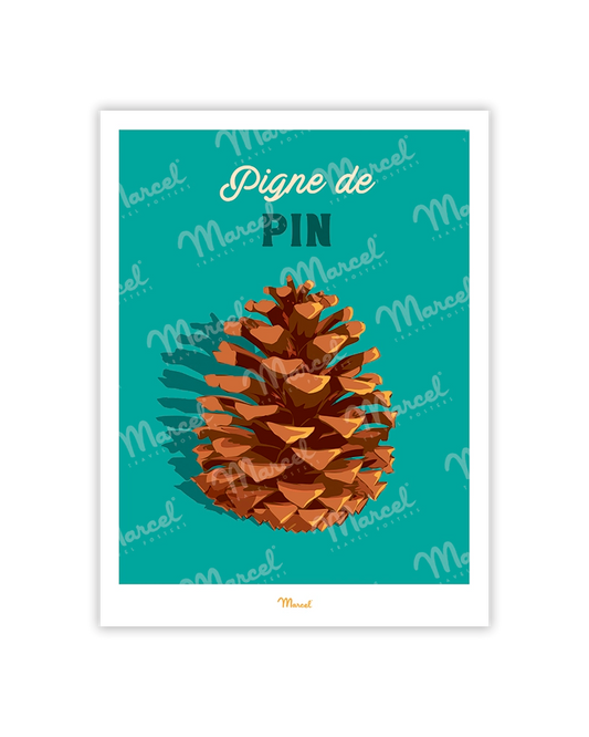 Travel Color postcard "Pine cone"