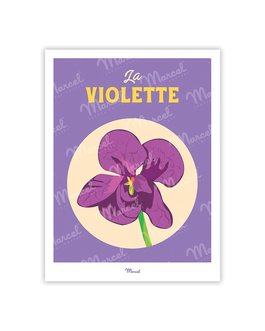 Travel Color Postcard TOULOUSE "La Violette"