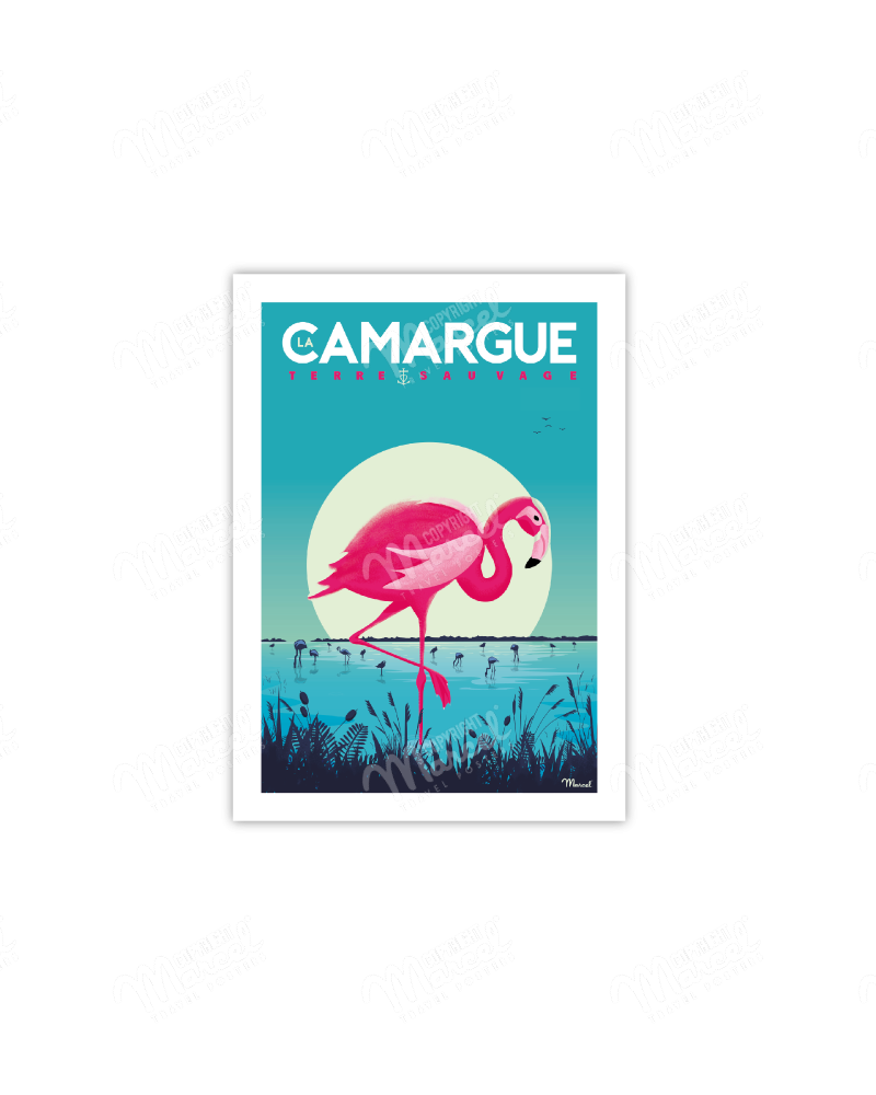 Postcard CAMARGUE "Flamingos"