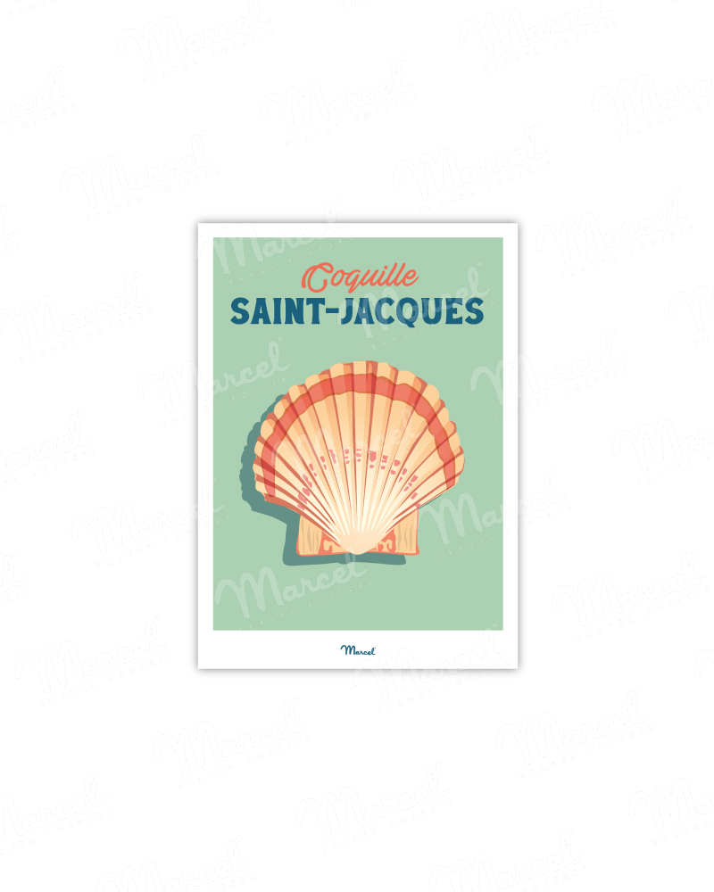 Coquille Saint-Jacques