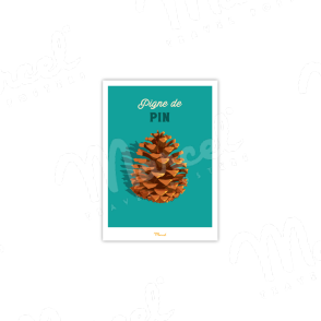 Pine cone