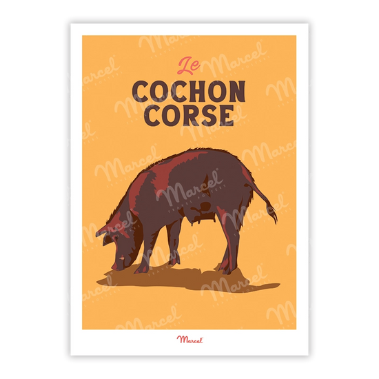 Cochon corse