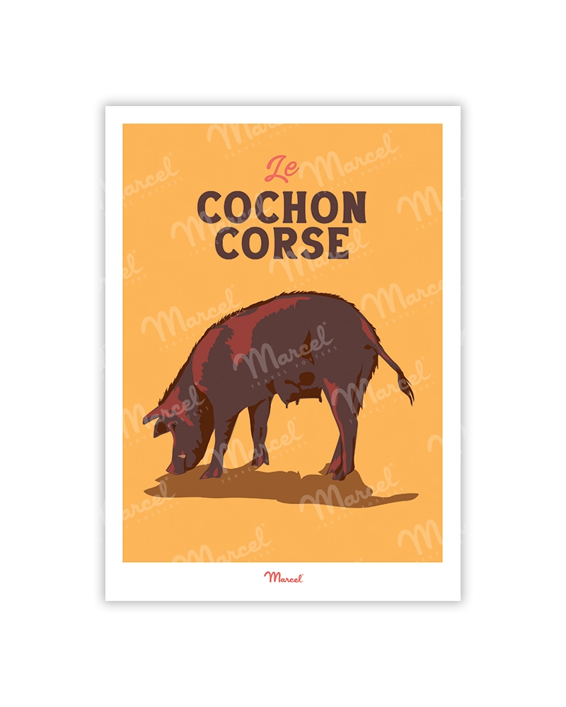 Cochon corse
